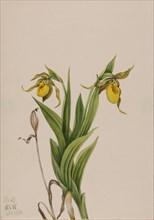 Yellow Lady's Slipper (Cypripedium parviflorum), 1920.