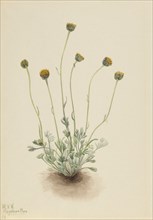 Cut Leaf Fleabane (Erigeron compositus nudus), 1921.