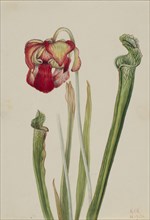 Drummond Pitcherplant (Sarracenia drummondii), 1921.