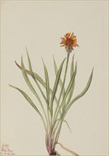 False Dandelion (Agoseris aurantiaca), 1921.