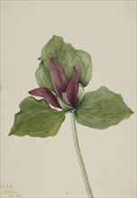 Giant Trillium (Trillium chloropetalum), 1921.