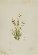 Golden Sedge (Carex aurea), 1921.