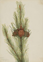 Lodgepole Pine (Pinus Contorta murrayana), 1921.