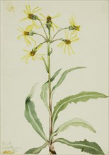 Mourning Groundsel (Senecio lugens), 1921.