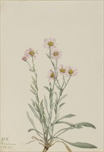 Pink Fleabane (Erigeron caespitosus), 1921.