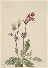 Prairie-Smoke (Sieversia ciliata), 1921.
