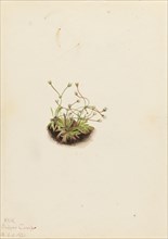 Pygmy Androsace (Androsace subumbellata), 1921.