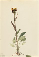 Rayless Groundsel (Senecio pauciflorus), 1921.