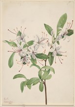 Sweet Azalea (Azalea arborescens), 1921.