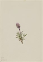 Woolly Fleabane (Erigeron lanatus), 1921.