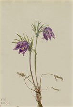 American Pasqueflower (Pulsatilla ludoviciana), 1922.