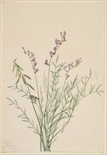 Burgess Milkvetch (Astragalus bourgovii), 1922.