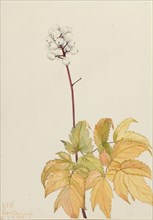 Ivory Baneberry (Actaea arguta), 1922.