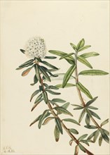 Labrador Tea (Ledum groenlandicum), 1922.