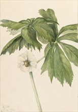 Mayapple (Podphyllum paltatum), 1922.