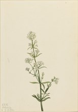 Northern Bedstraw (Galium boreale), 1922.
