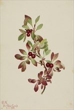 Ptarmiganberry (Arctous alpina), 1922.