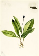 Queencup (Clintonia uniflora), 1922.