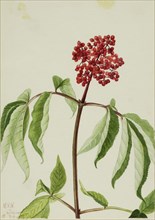 Scarlet Elder (Sambucus pubens), 1922.