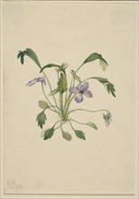 Southern Bird's Foot Violet (Viola digitata), 1922.