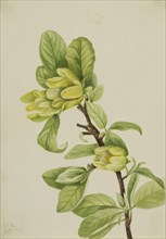 Yellow Cucumbertree (Magnolia cordata), 1922.