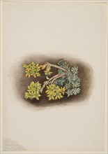 Yellow Stonecrop (Sedum stenopetalum), 1922.