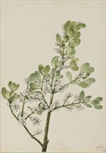 American Mistletoe (Phoradendron flavescens), 1923.