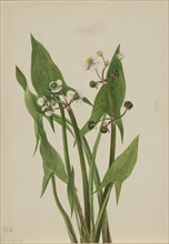Arum Arrowhead (Sagittaria cuneata), 1923.