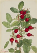 Bourgeau Rose (Rosa bourgeauiana), 1923.