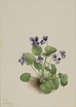Butterfly Violet (Viola papilionacea), 1923.