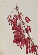 Carolina Maple (Acer carolinianum), 1923.