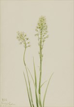 Death Camas (Zygadenus venenosus), 1923.