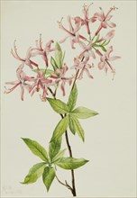 Downy Pinxter Bloom (Azalea rosea), 1923.