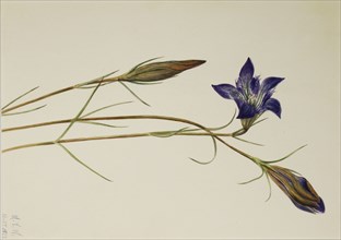 Pinebarren Gentian (Gentiana porphyrio), 1923.