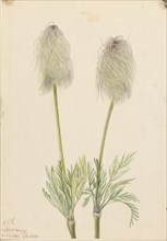 Plume Anemone (Pulsatilla occidentalis), 1923.