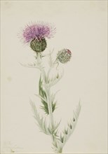 Prairie Thistle (Cirsium undulatum), 1923.