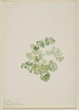 Puccoon (Lithospermum ruderale), 1923.