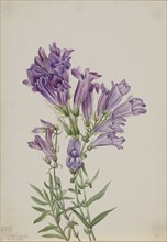 Purple Pentstemon (Pentstemon lyallii), 1923.