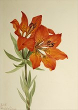 Red Lily (Lilium montanum), 1923.