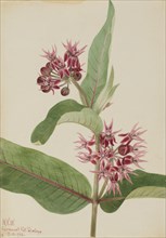 Showy Milkweed (Asclepias speciosa), 1923.