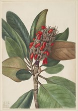 Southern Magnolia (Magnolia grandiflora), 1923.