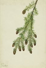 Western Hemlock (Tsuga heterophylla), 1923.