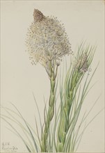 Beargrass (Xerophyllum tenax), 1924.