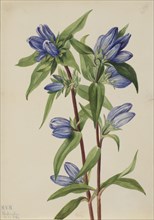 Bottle Gentian (Gentiana saponaria), 1924.