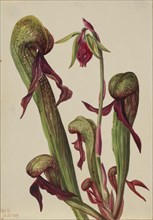 California Pitcherplant (Chrysamphora californica), 1924.