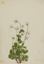 Northern Anemone (Anemone parviflora), 1924.