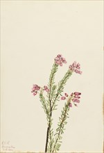 Pink Mountain Heather (Phyllodoce empetriformis), 1924.