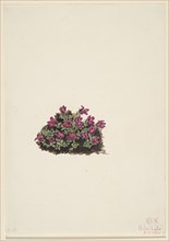 Purple Saxifrage (Saxifraga oppositifolia), 1924.