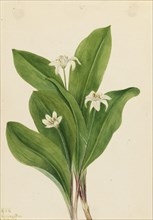 Queencup (Clintonia uniflora), 1924.
