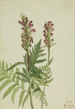 Red-Helmet (Pedicularis bracteosa), 1924.